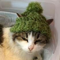 Котенок в добрые руки, в Казани