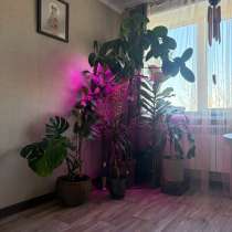 Продам комнатные растения, в Владивостоке
