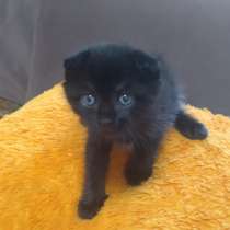Продам вислоухих котят, в Красноярске
