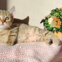 Котята в Вене, Австрия. с документами, в г.Вена