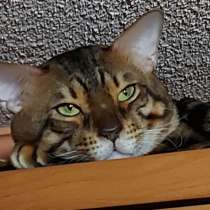 Эффектный котик: ориентал с бенгалом, в г.Мариуполь