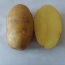 Семенной картофель из Беларуси, в Элисте