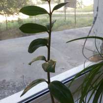 Продам комнатное растение долларовое дерево, в г.Уральск