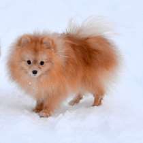 Продам молодого шпица (12 месяцев), в Санкт-Петербурге