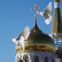 Белые голуби на праздники, в Красногорске