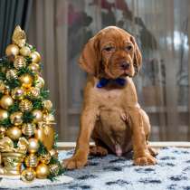 Венгерская выжла щенки, в Санкт-Петербурге