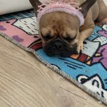 Ищем добрые руки, в Ярославле