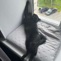 Отдам в добрые руки, в Новочебоксарске