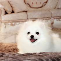 Щенки померанского шпица, в Москве