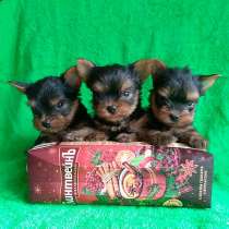 Девочки йорка мелкий стандарт, в Москве