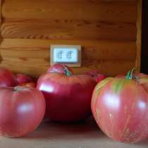 Выращенные в своем огороде помидоры, в Екатеринбурге