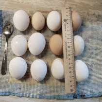 Яйца домашние куриные от кур без гормонов и антибиотиков, в Ростове-на-Дону
