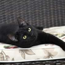 Отдам даром Арчи -любопытный нос решительный хвост, в Москве