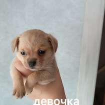 Щенки чихуахуа, в Пензе