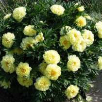 Пион бартезелла, в Москве