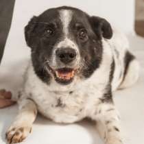 Веснушчатый пёс Микки в добрые руки, в Москве