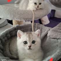 Британские котята, в г.Билефельд
