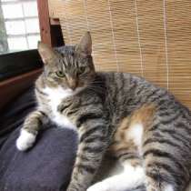 Отдам даром Полосатый умный кот в хорошие руки, в Санкт-Петербурге