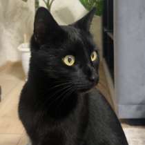 Красивая и спокойная кошка, в Симферополе
