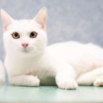 Шикарная белоснежная кошка ищет дом, в Москве