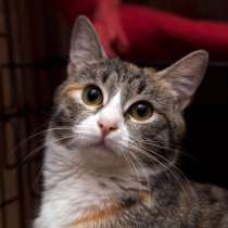 Кошечка Тесси мечтает о семье, в Москве