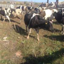 Коровы дойные черно-пестрые, в Магнитогорске