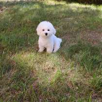 Bichon Frise ❤️, в г.Таллин