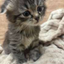 Котенок девочка, в Ростове-на-Дону