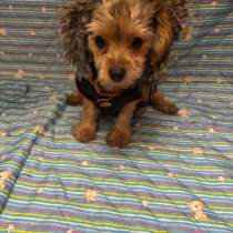 Йоркширский терьер, в Москве