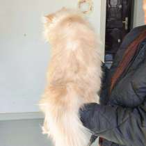 Китайские кошки ??, в Москве