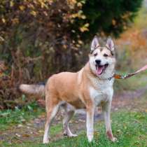 Красивый активный пёс Маффин ищет дом, в Санкт-Петербурге