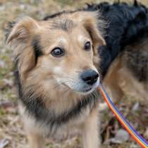 СОБАКА СИРОТА МИШКА В ДАР!, в г.Минск