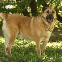 Кохинор ищет семью, в Москве