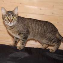 Кошка как рысь ищет дом, в Москве