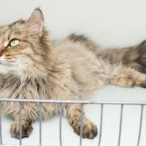 Кошка Брина, в Москве