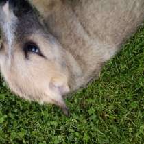 Щенки ответственным людям срочно пока маленькие обучаемы, в Москве