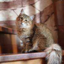 Сибирский котенок из питомника, в Челябинске