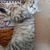 Котик шотландец 5 месяцев. Даром, в Димитровграде