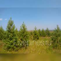 Саженцы Сосна (Pinus sylvestris), Берёза Повислая, в Казани