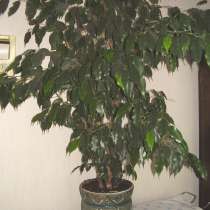 Тропический лавр (Дерево Бенджамина), в Саратове