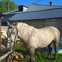 Продам лошадь, в Новосибирске