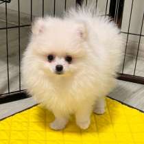 Pomeranian Spitz girl in a delicate cream color, в г.Дрезден