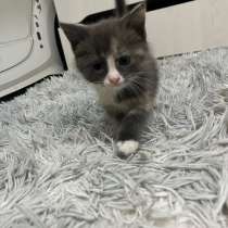 Котята, в Яхроме