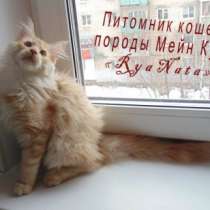 Продается котик породы Мейн Кун, 4 месяц, в Ярославле