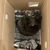 Котята, в Москве