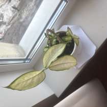 Продам диффинбахию, в Владивостоке