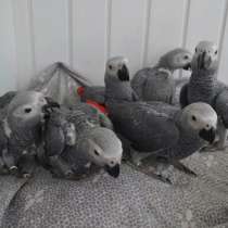 Выкормыши попугая Жако, краснохвостого окольцованые, в Екатеринбурге