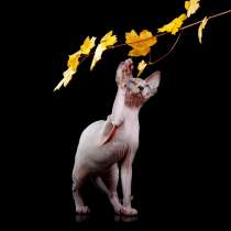 Марта биколорка, в Москве