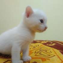 Котёнок донской сфинкс. браш, белый, в Прокопьевске