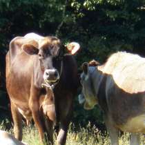 Коровы бычки телята Красноярск, в Красноярске